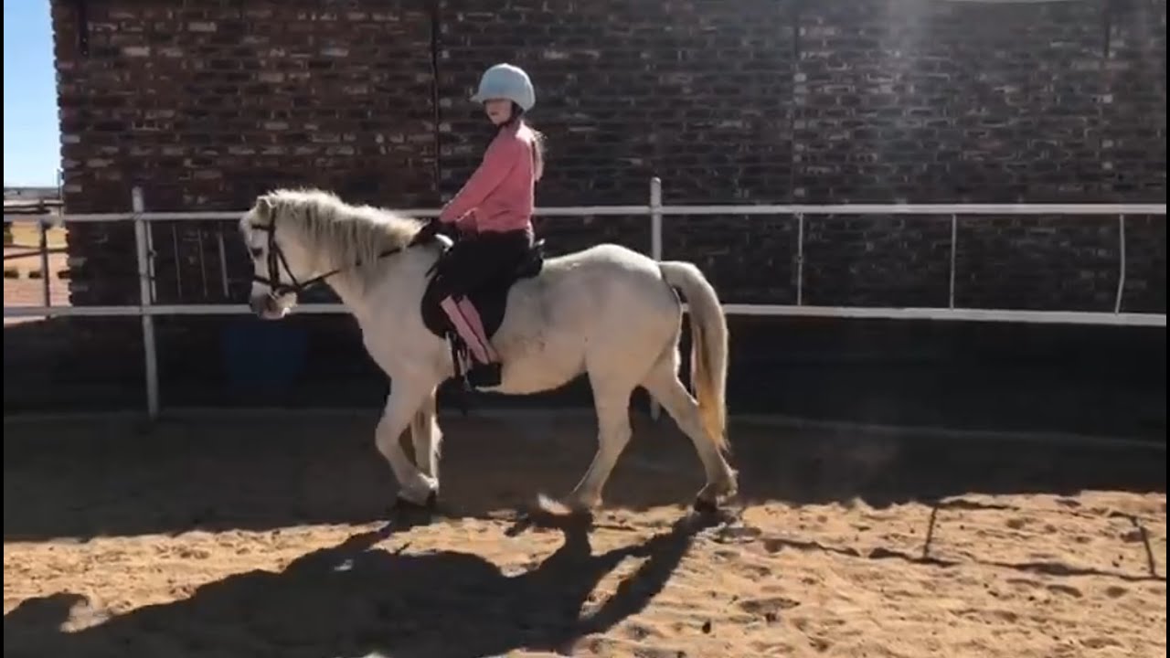 Abigail teaching Hippie some riding school pony skills