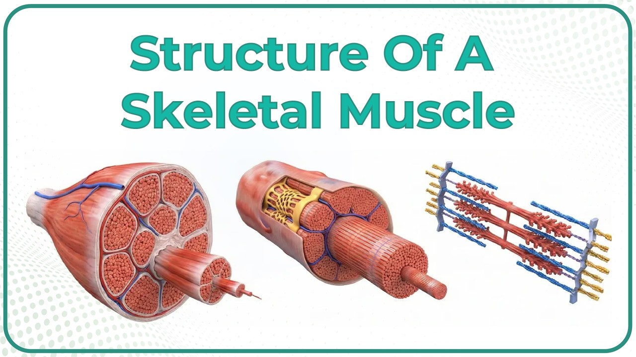Structure of a Skeletal Muscle - Muscle Physiology Animations || USMLE Step 1