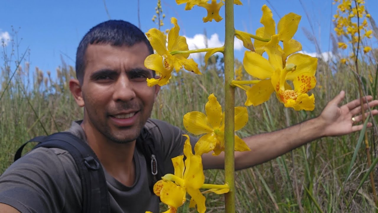 Um local difícil de ir embora.Voltando ao habitat  das Cyrtopodium Paludicolum#orquídeas #natureza 