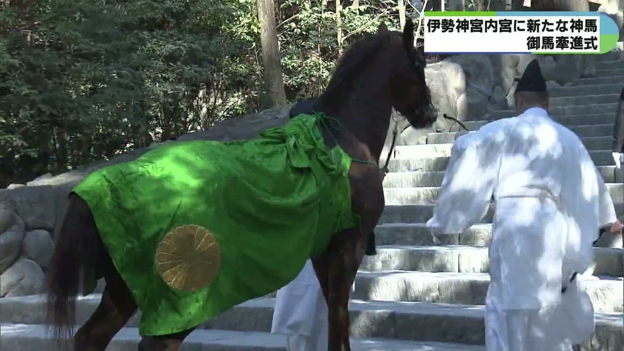 皇室から奉納された栗毛の一頭が神馬に　神さまに報告する牽進式　三重・伊勢神宮