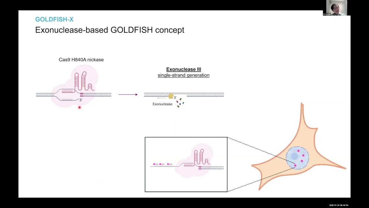 High Resolution DNA FISH and Beyond