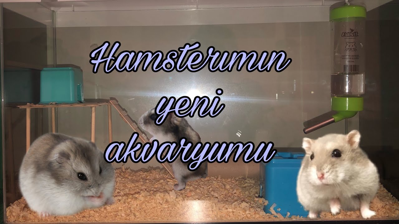 Hamsterıma b&uuml;y&uuml;k akvaryum aldım|| hamsterımın yeni yuvası