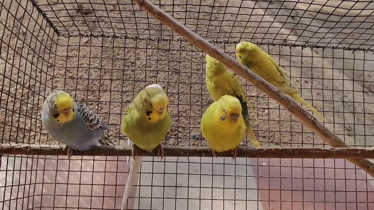 Cute budgies parrot 🦜