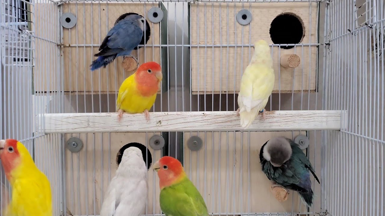Lovebirds Agapornis activity & sounds 2.3 hours single video