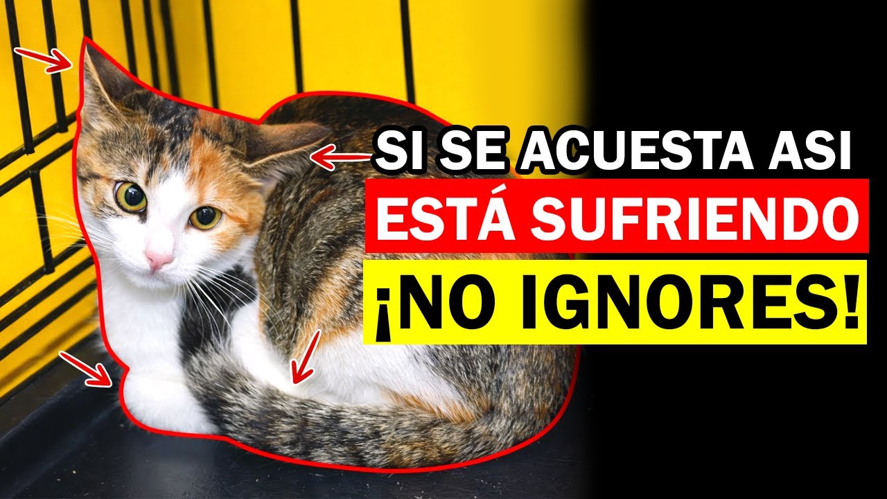 CUIDADO! La postura de tu GATO puede revelar una PELIGROSA ENFERMEDAD