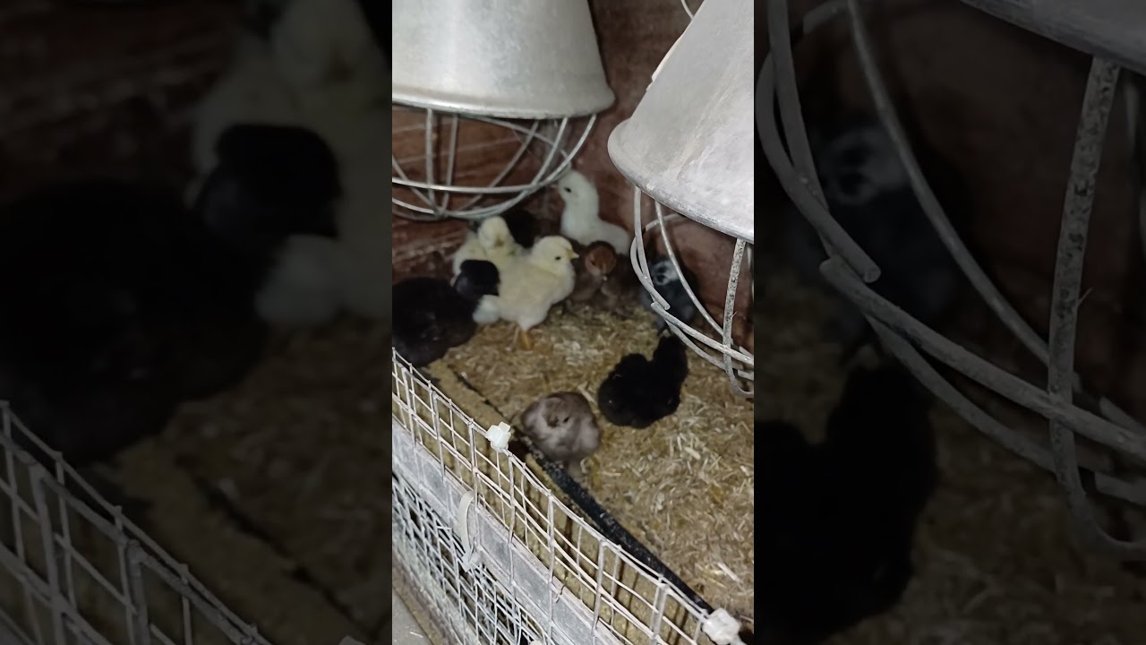 Zijdehoenders kuikens en naakhals kuikens, met de lamp grootgebracht!