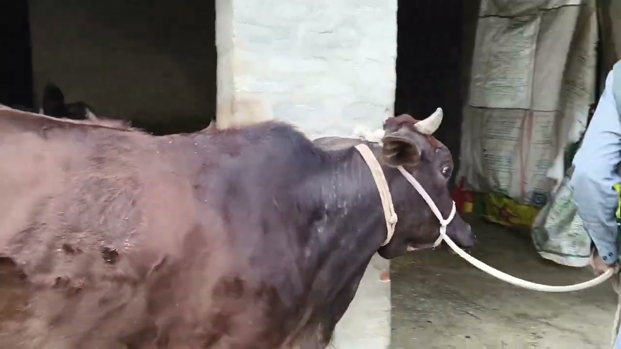 “ਦੋ ਵਧੀਆ ਗਾਂ ਵਿਕਾਉ 🐄🐄 | ਤੰਦਰੁਸਤ ਤੇ ਵਧੀਆ ਦੁੱਧ ਵਾਲੀਆਂ”#DoGaanVikau #CowsForSale #DesiCow #CowSale