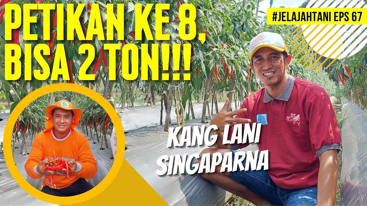 WOW ❗❗❗PENGALAMAN KANG LANI BISA PANEN CABAI BESAR MELIMPAH 🌶️🌶️🌶️ | JelajahTani #67