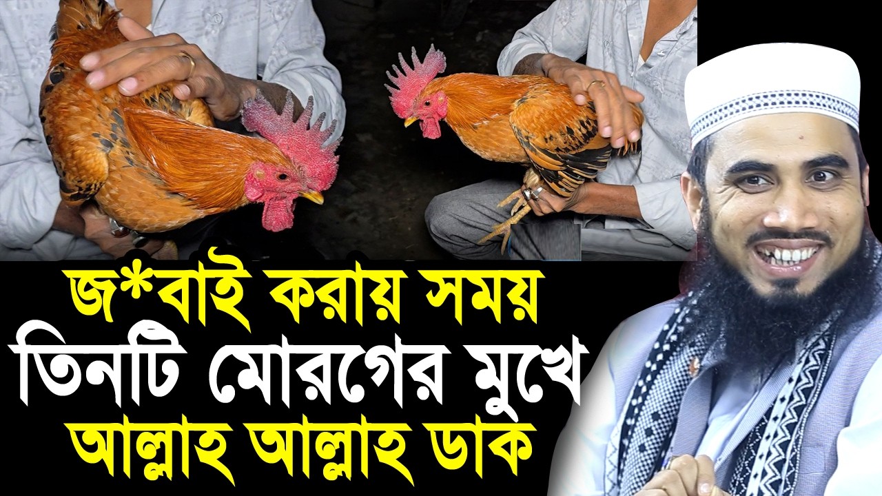 নরসিংদীতে তিনটি মোরগের মুখে আল্লাহ আল্লাহ ডাক ! এলাকায় অলৌকিক ঘটনা Golam Rabbani Waz 2026
