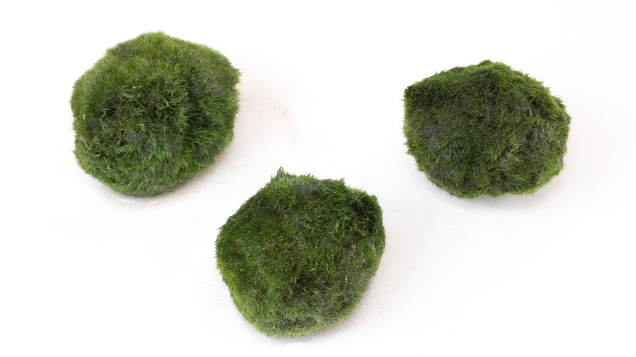 Cladophora linnaei 🌿 - Boule anti-nitrate ?