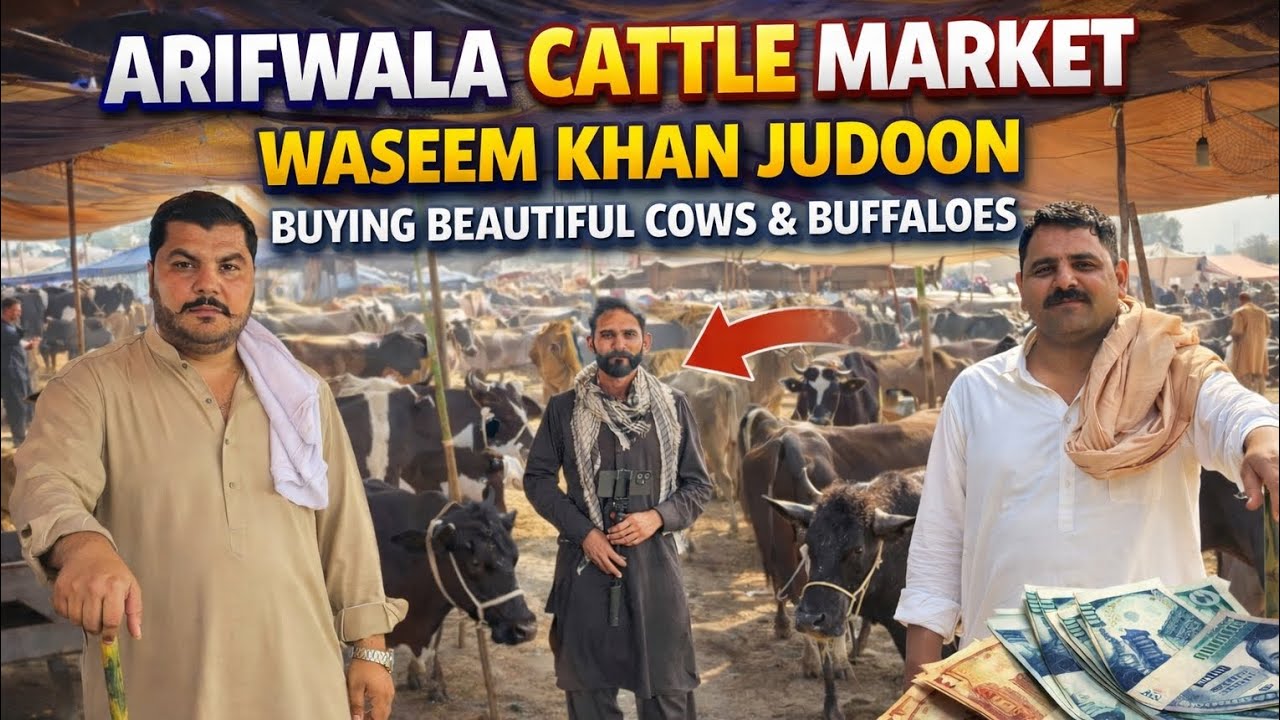 Arifwala Cattle Market | Waseem Khan Judoon Buying Beautiful Cows & Buffaloes