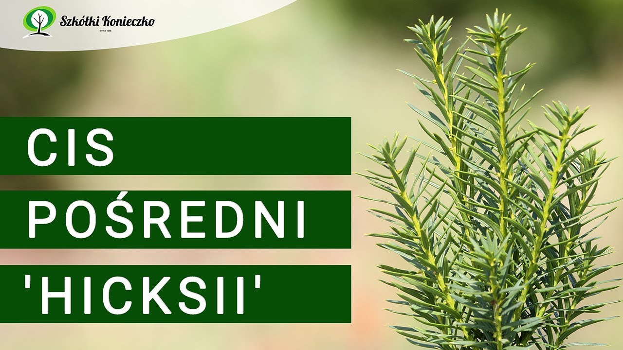 Cis Pośredni 'Hicksii' | Iglaki na Żywopłot | Taxus media 'Hicksii'