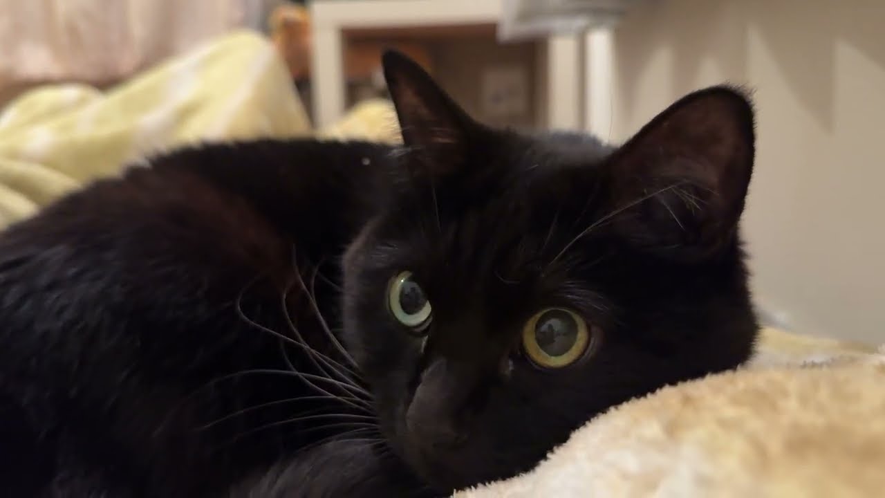 【地名】安眠を誘う猫と大喜利第一夜 #cat ひそひそ 架空日本地図 架空大喜利［作業用］眠れる 睡眠 開運猫