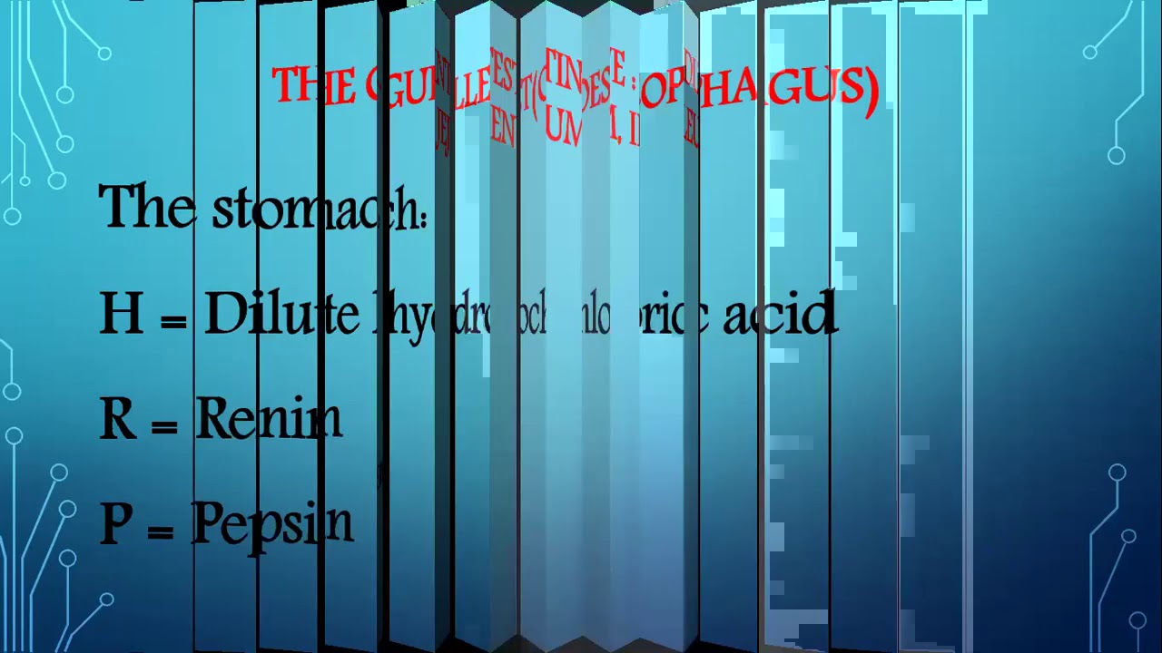JSS3 BASIC SCIENCE DIGESTIVE SYSTEM