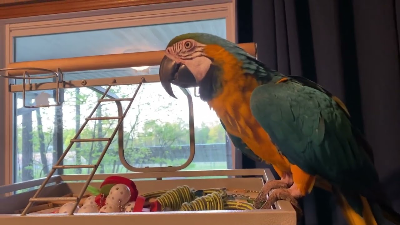 Charley climbing her brother’s house again