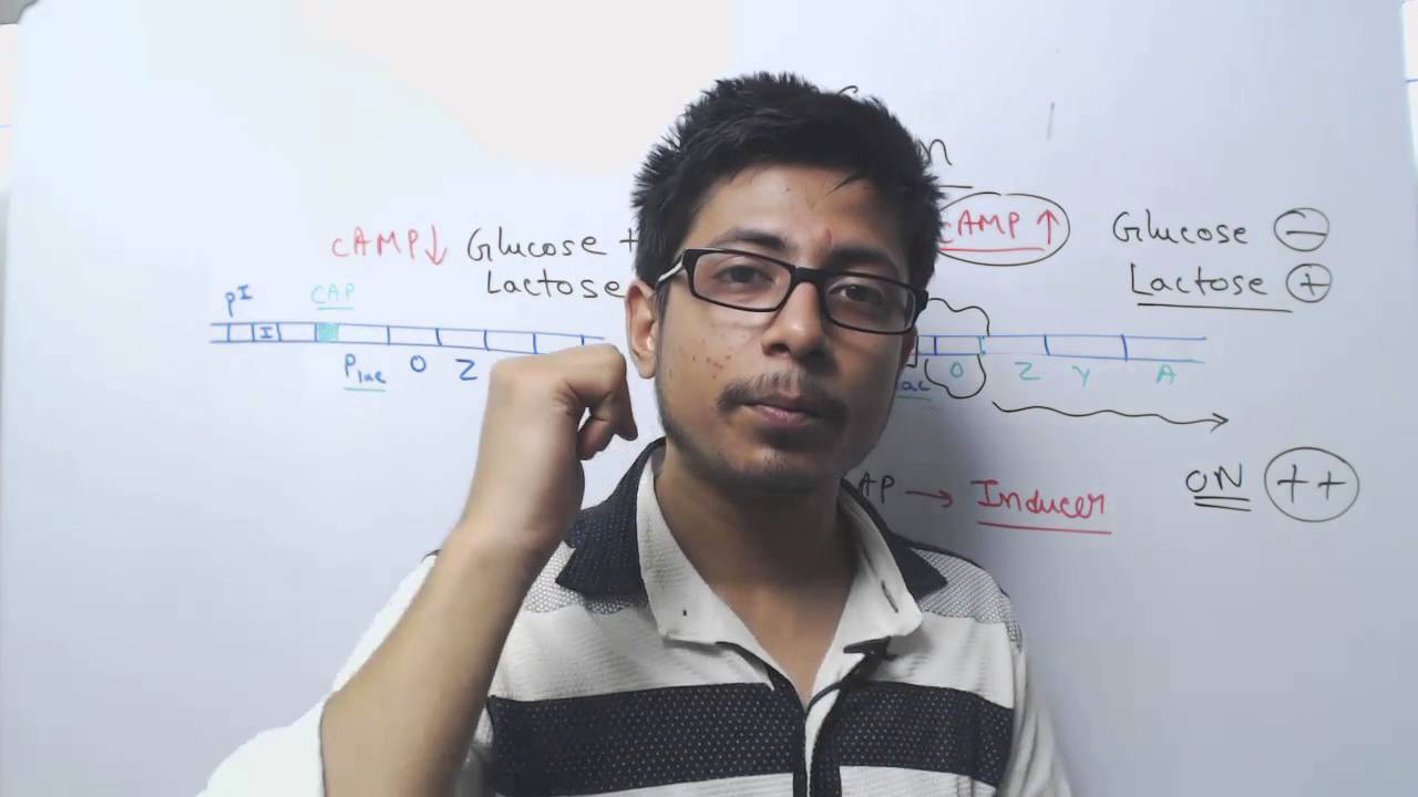 Lac Operon gene Regulation | Glucose, cAMP and CAP