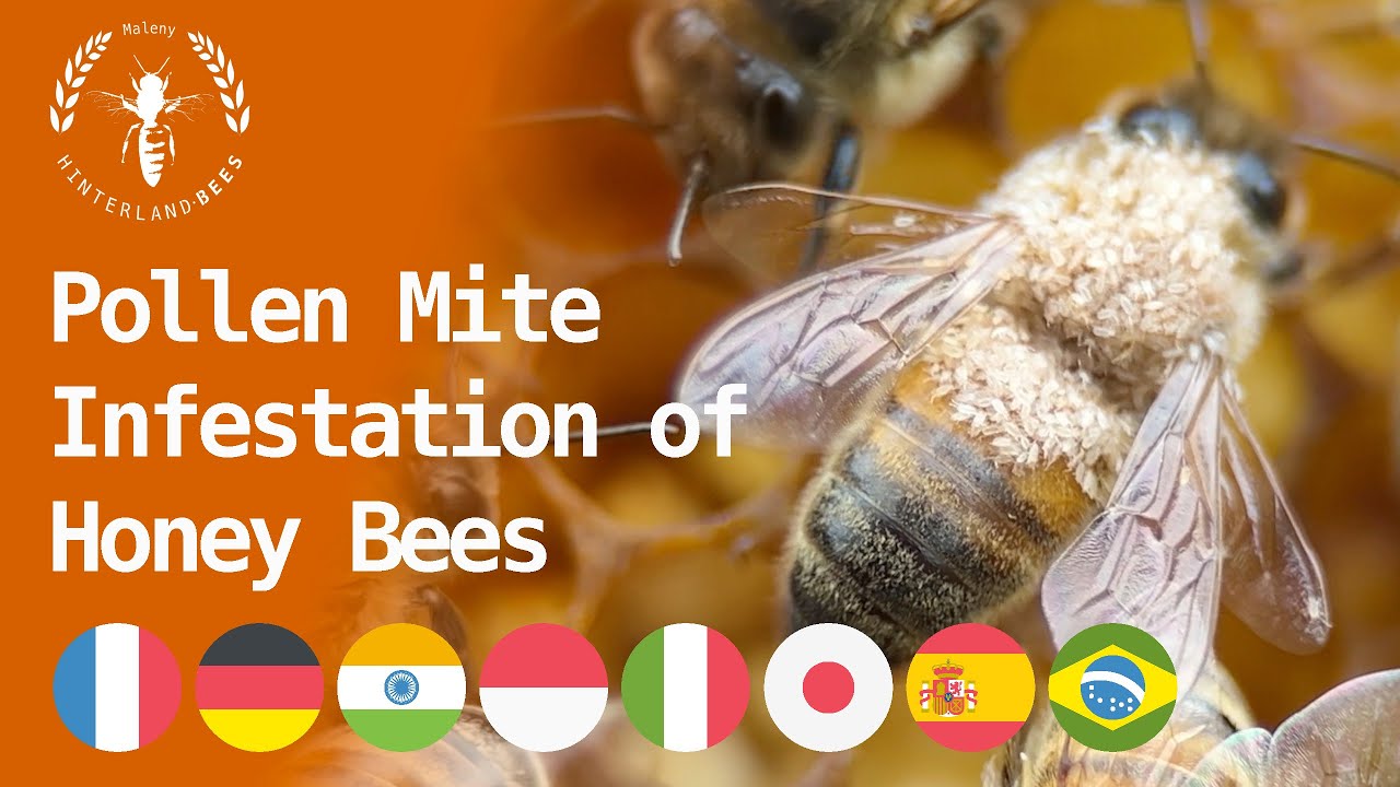 Pollen Mites Infestation of Honey Bees. (Dubbed Languages: 🇫🇷 🇩🇪 🇮🇳 🇮🇩 🇮🇹 🇯🇵 🇪🇸 🇧🇷)