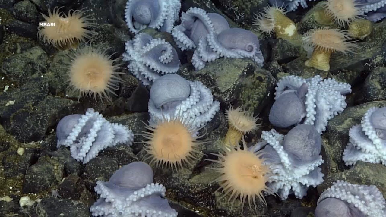 Researchers use underwater technology in Monterey Bay to unlock mysteries of rare octopus garden