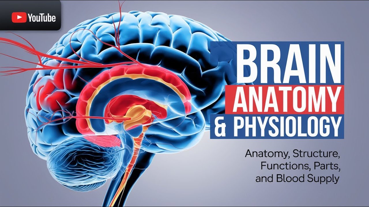 Brain Structure & Function Explained: Anatomy, Parts, and Blood Supply of the Brain