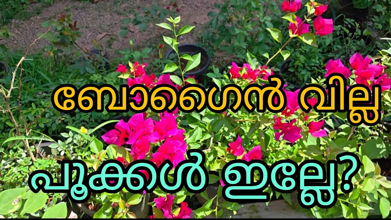 How I Made My Bougainvillea Bloom Heavily | Fertilizer Method|Rc Garden|