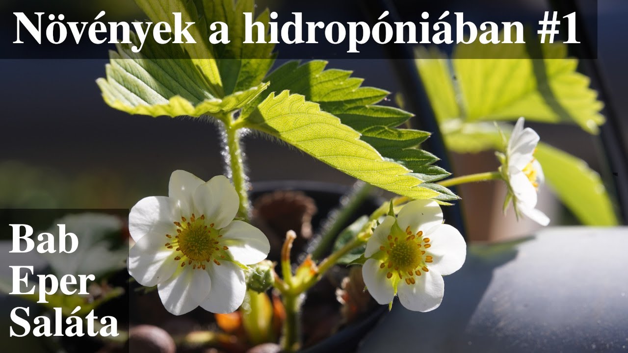 Növények a hidropóniában #1 (Eper, saláta, bab)