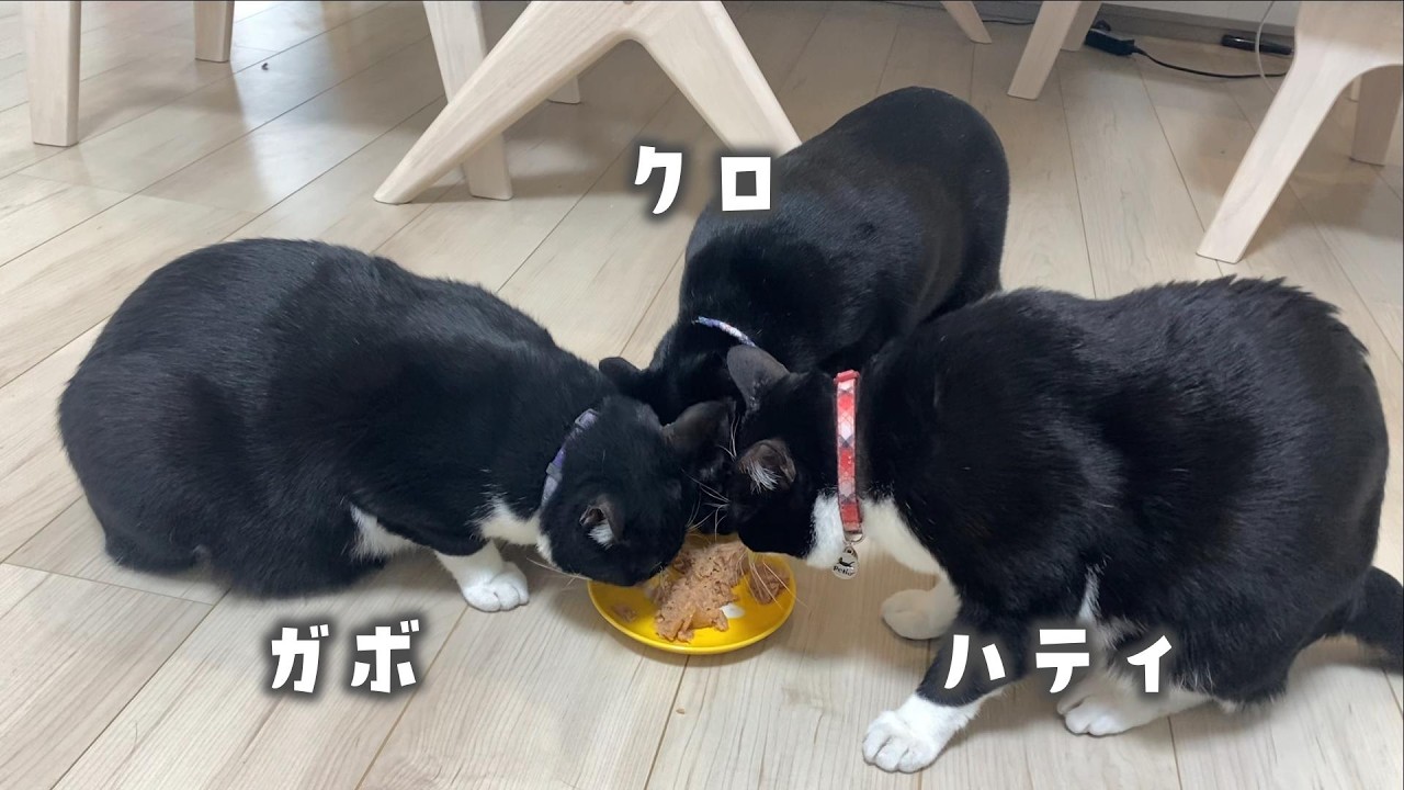 猫ちゃんたちに久しぶりに缶詰あげたらこうなりました！
