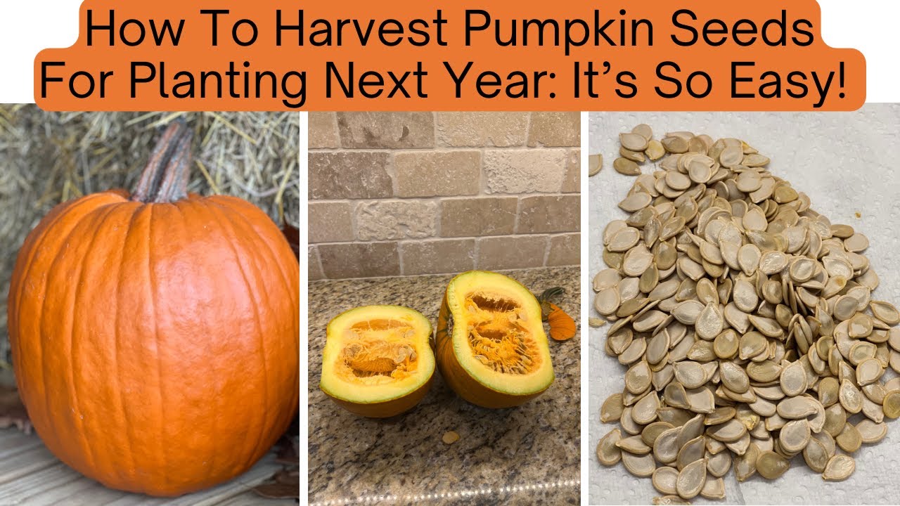 Как сохранить семена тыквы для посадки | БЫСТРЫЙ И ПРОСТОЙ СПОСОБ!