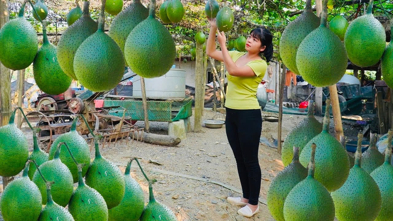 Single Mother: Using a tricycle to harvest gac fruit and sell it to people at the market|Ban An Farm