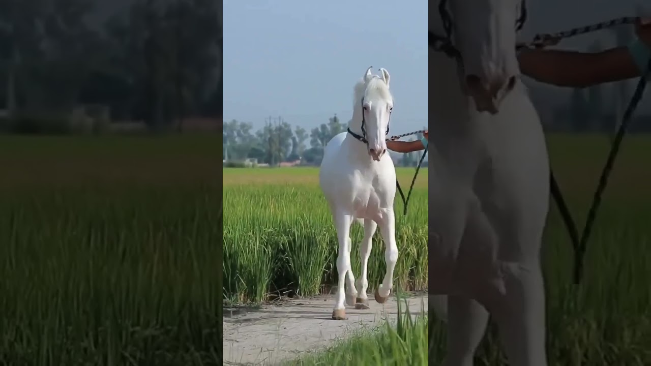 Spotless white nukra horse Punjab ki breed#shorts #viralvideo #trending #subscribe #ytshorts #short