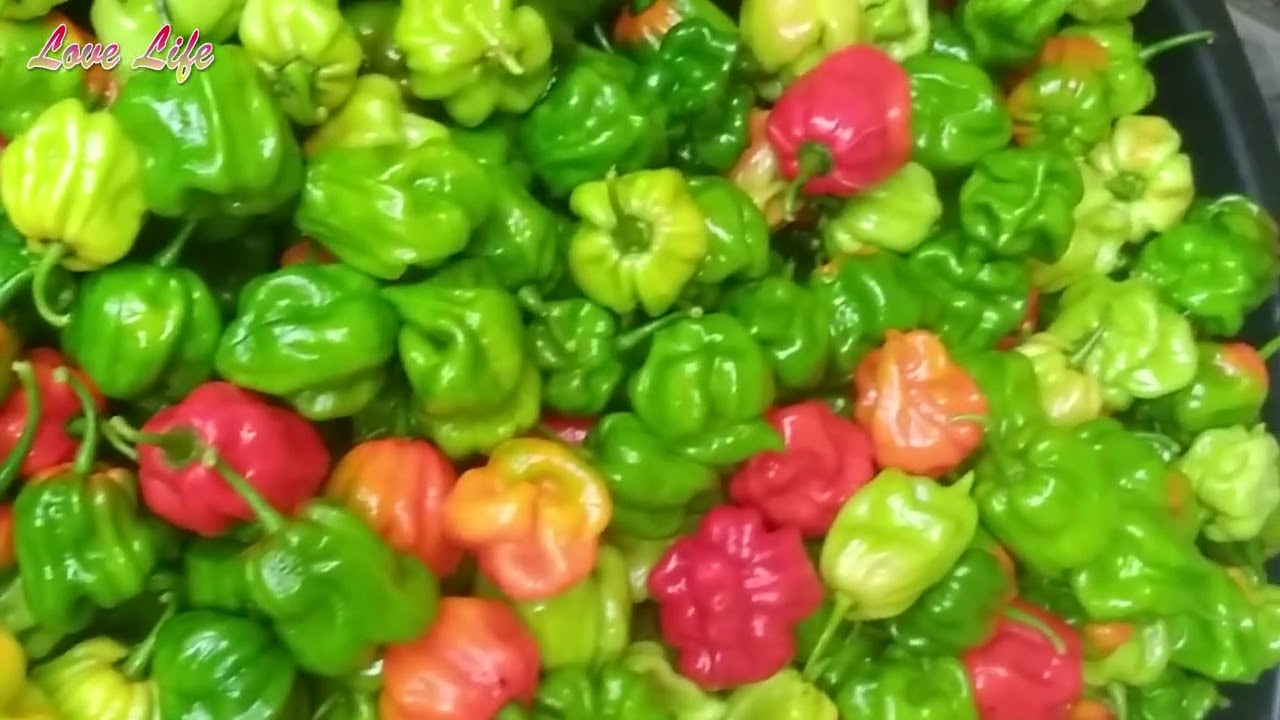 Pepper Harvest is here || Harvest , Sort and and prepare for export