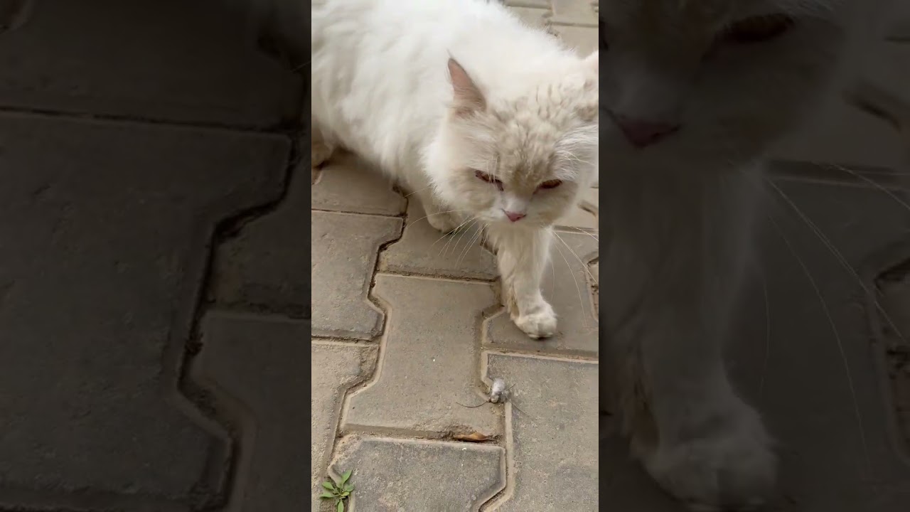 #قطط #cat #catlover #catvideos #cats #catplaying #catlovers #catstory #catshorts #catlife #nature