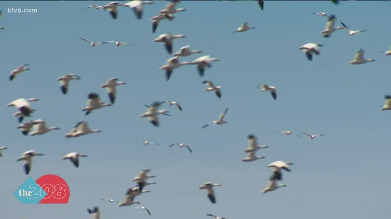 What are Snow Geese?