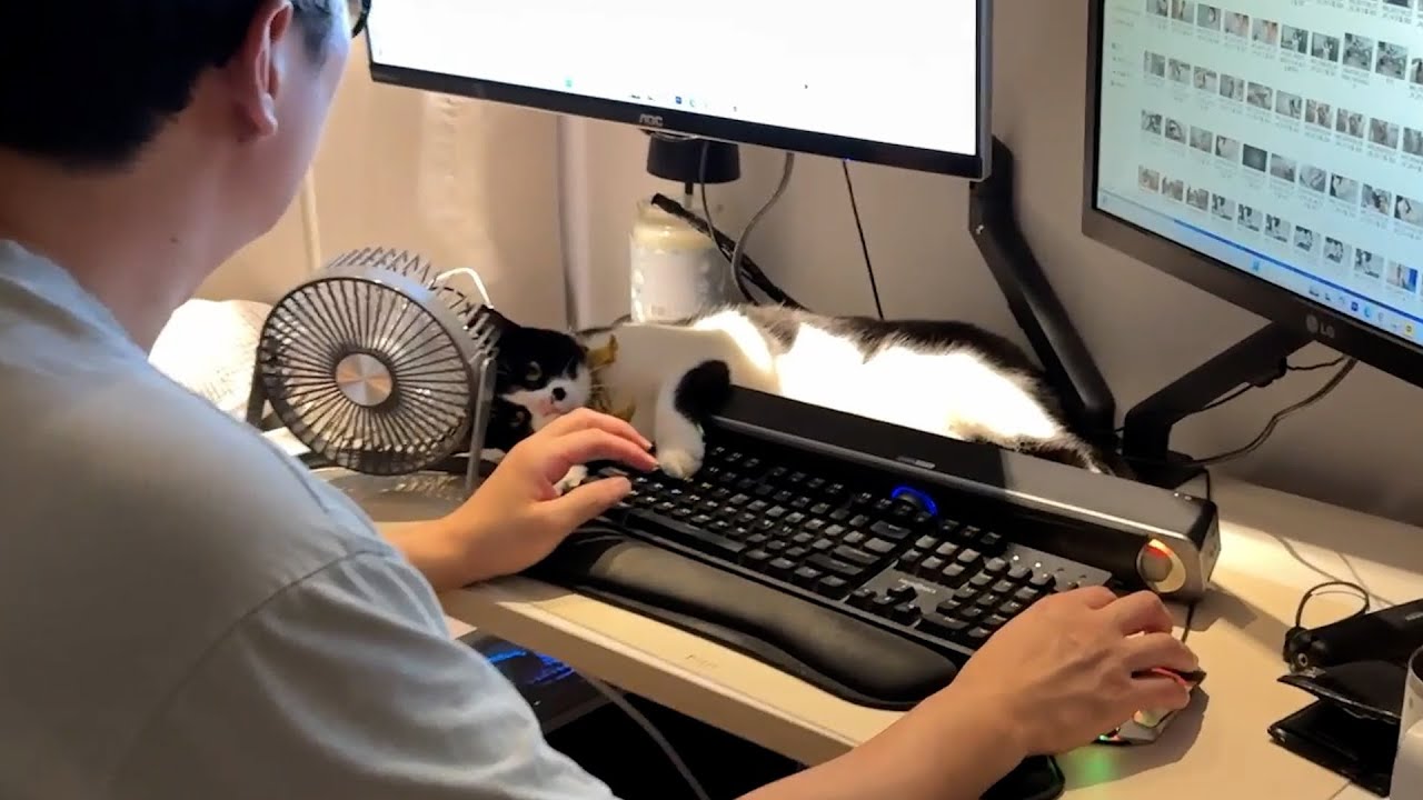 일 하지 말고 나랑 놀자~세상에서 제일 귀여운 방해꾼 고양이ㅋㅋ