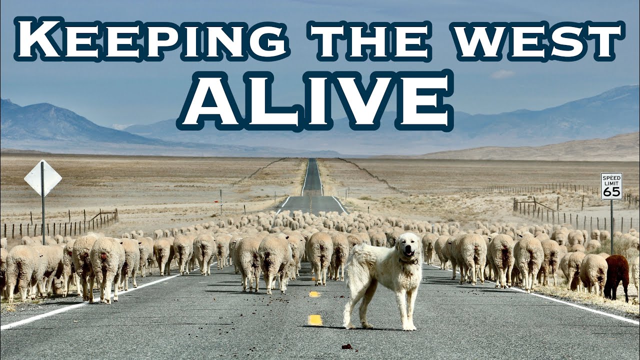 365 Days On The Range | Raising American Lamb In The West 