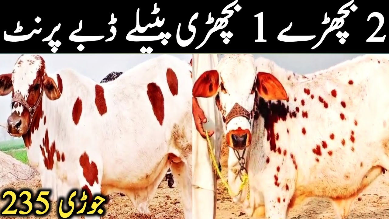 Cholistani Bachre Bachrian Ablk Patele Chene Qurbani 2023/24 || Global Village Farming