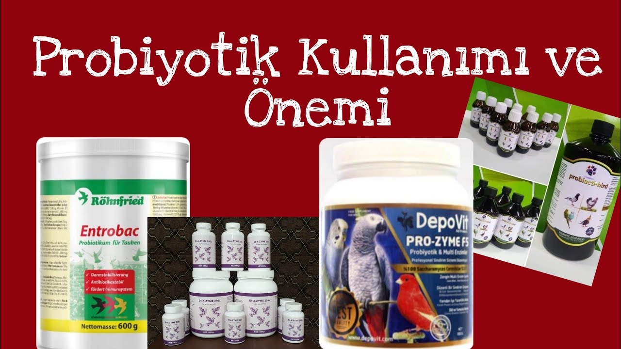 Muhabbet Kuşlarında Probiyotiğin Önemi❗PROBİYOTİKSİZ OLMAZ🖐🏼