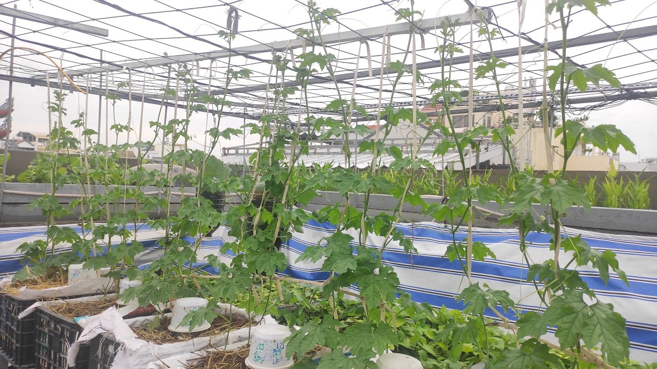 Cắt ngọn Khổ qua ở lá thứ 4 tạo thêm nhiều bộ rễ đủ dinh dưỡng nuôi trái ( phần1 )| Khoa Hien 495