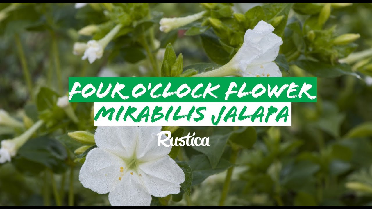 Four o'clock flower (Mirabilis jalapa)