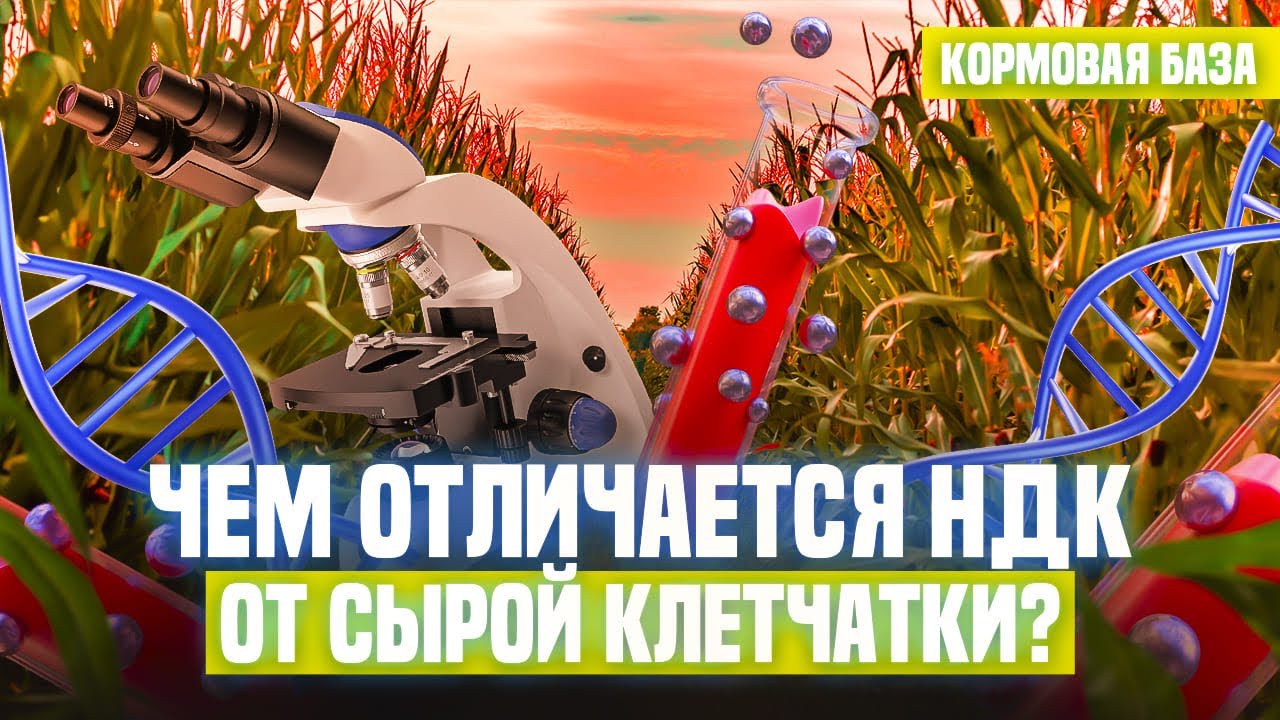 Чем отличается НДК от сырой клетчатки ?