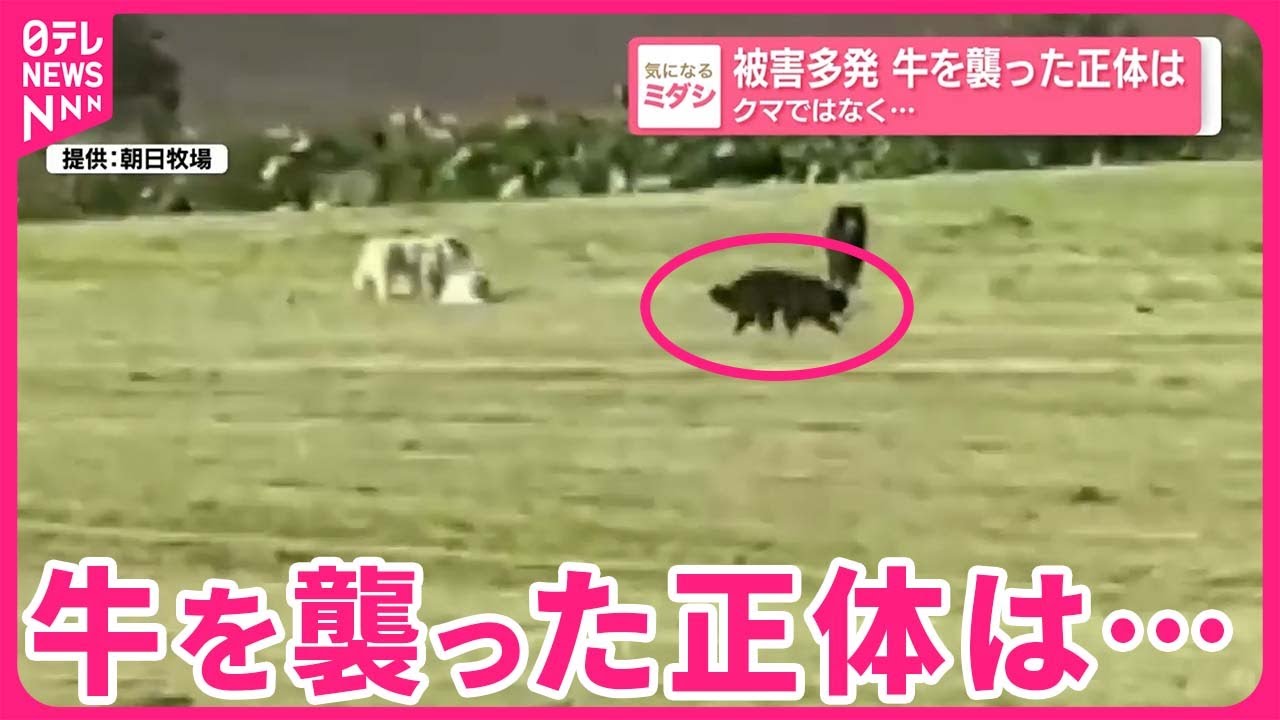 【被害多発】牛を襲った正体はクマではなく&hellip;