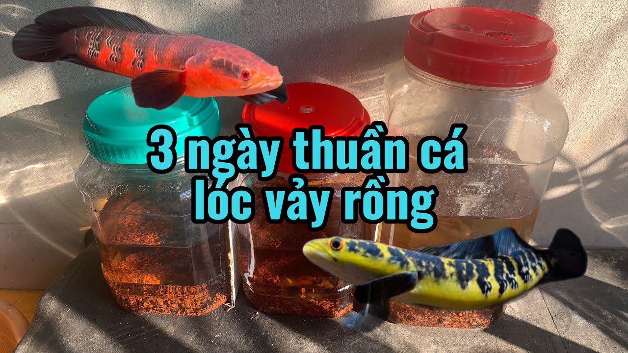 Thuần cá lóc vảy rồng🐠