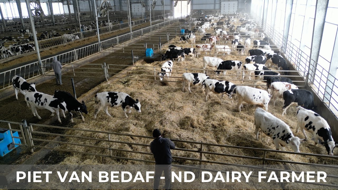 Cleaning Pens in our Heifer Barn (174)