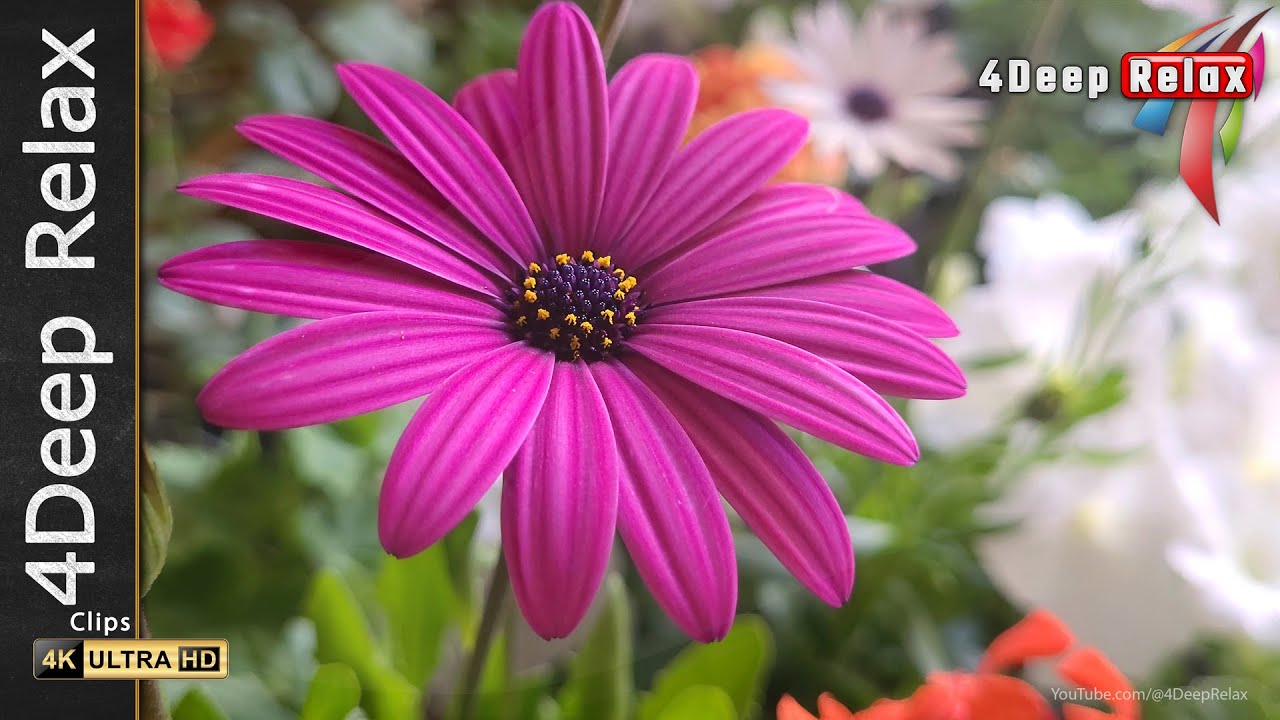 Need Calm Fast? Enjoy 1 Minute of Flower Serenity 🌼
