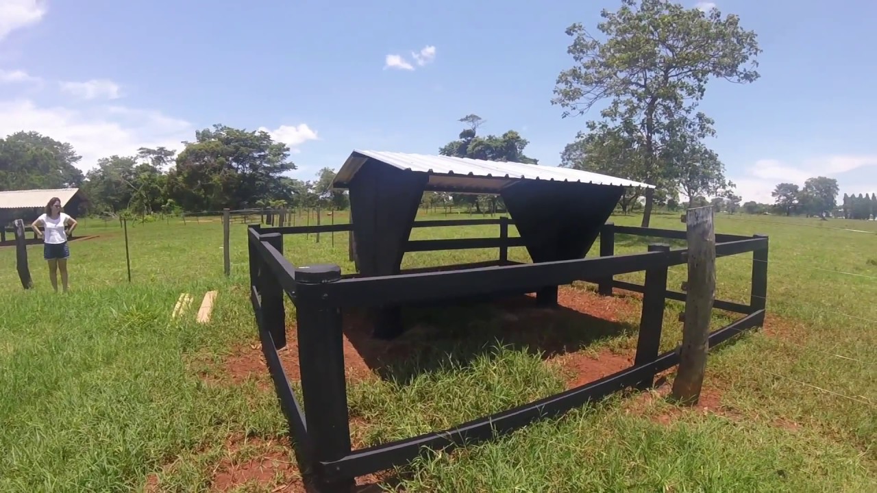 Creep feeding fazenda Lurata Anaurilandia   MS