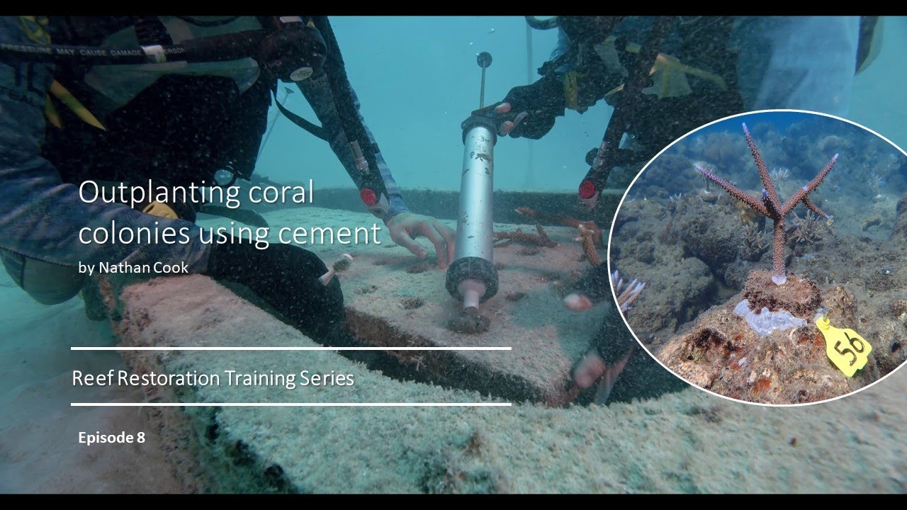 Episode 8 - Reef Restoration Training: Coral Outplanting using Cement
