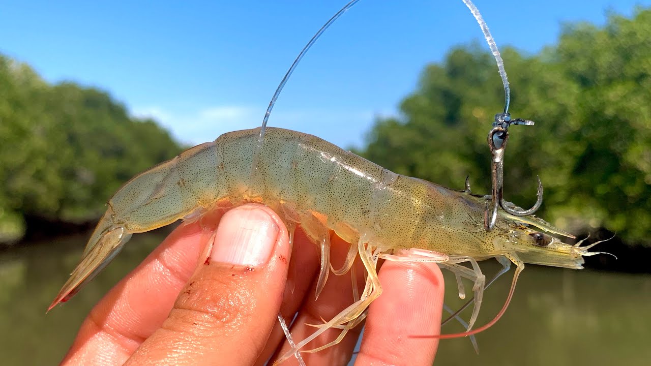 PESCA CON CAMARÓN VIVO || Pescando PARGOS.