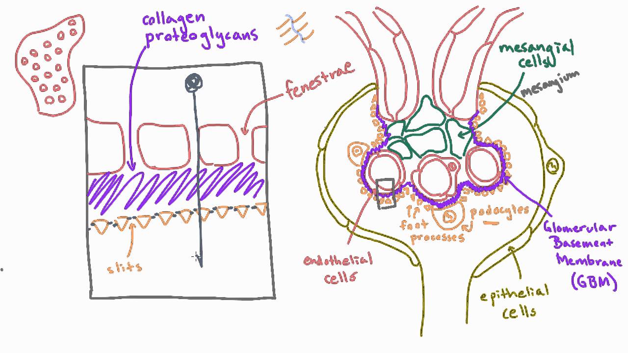 What keeps protein our of the urine? Barriers to filtration