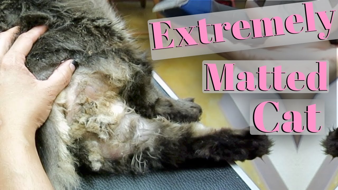 Severely Matted Cat