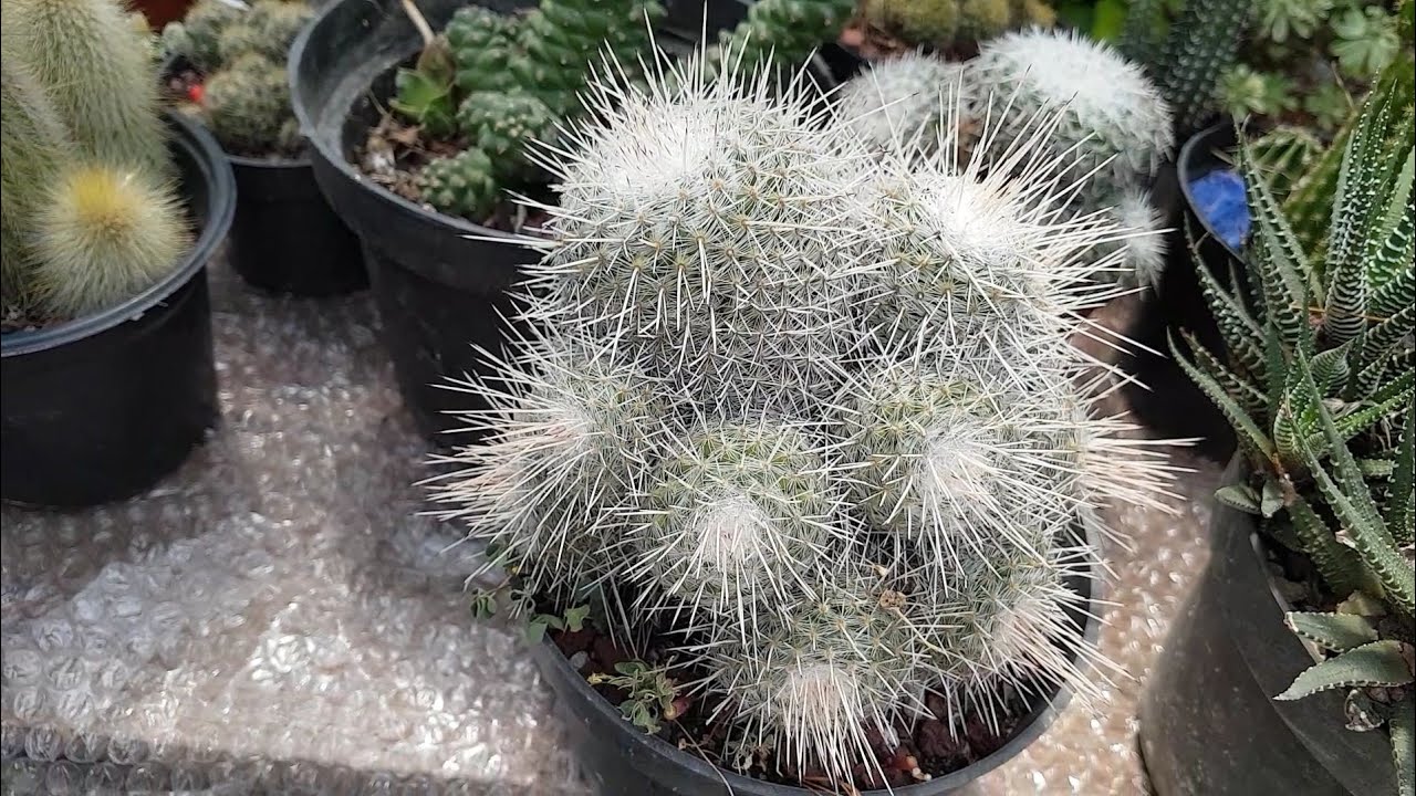 colonias de cactus