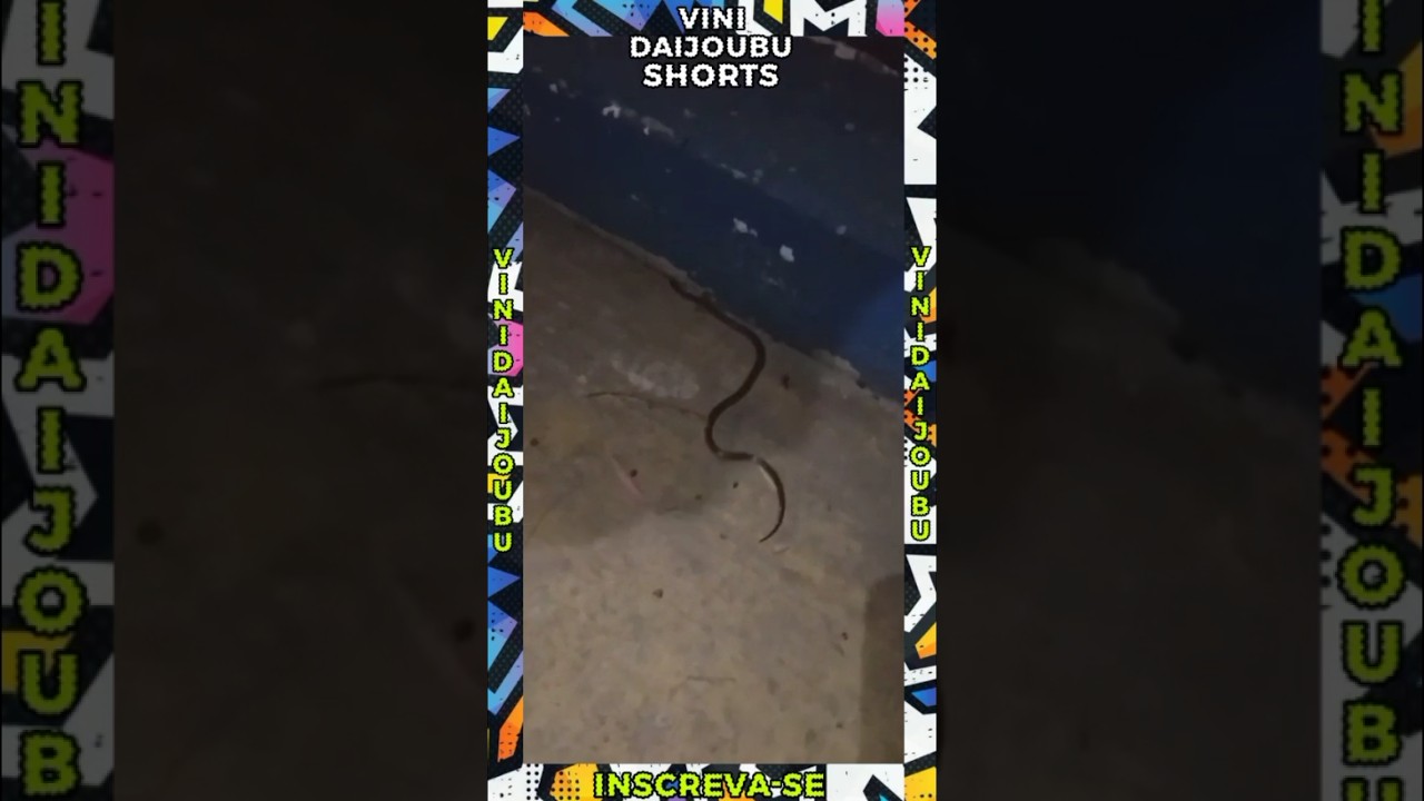 COBRA NA QUADRA DE ALTOS VERDES  #altosverdes #carira #sergipe #serpente #snake #cobra